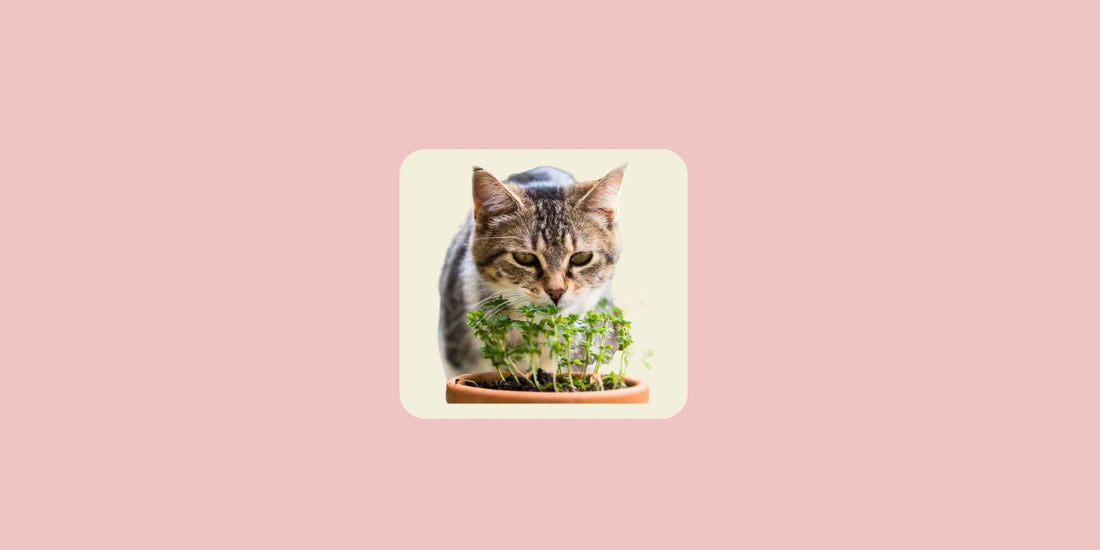 Royal Pet Box Pet Products Cat with Catnip Plant