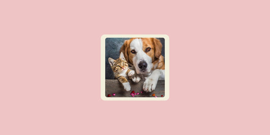 Puppy and Kitten Showing Paws