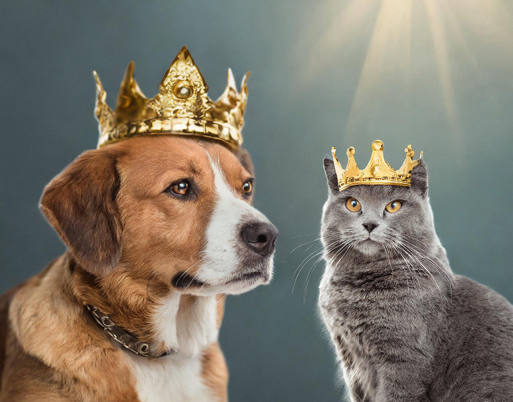 Royal Pet Box Dog and Cat wearing crowns