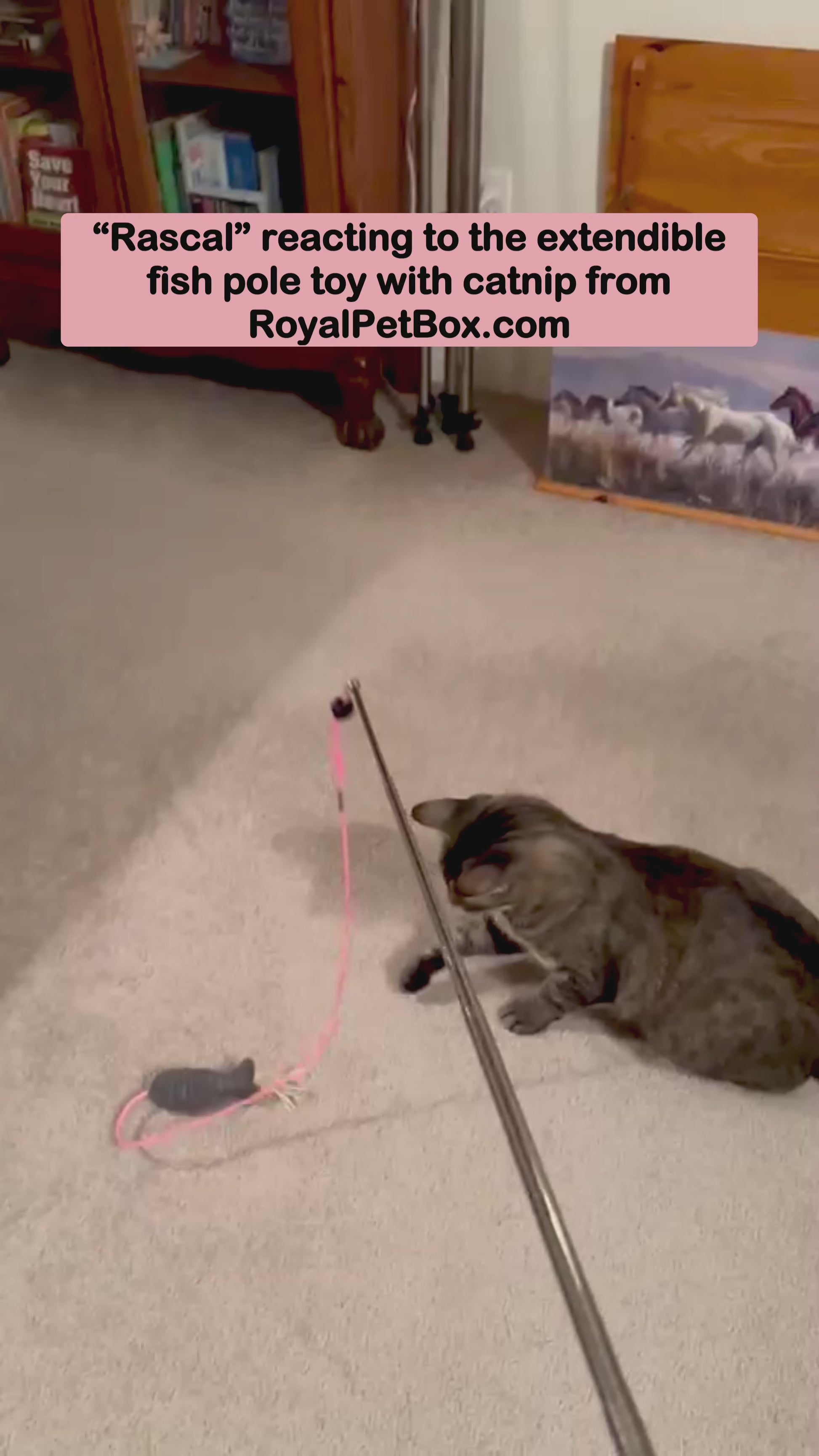 Rascal the Cat with his fish pole toy from Royal Pet Box