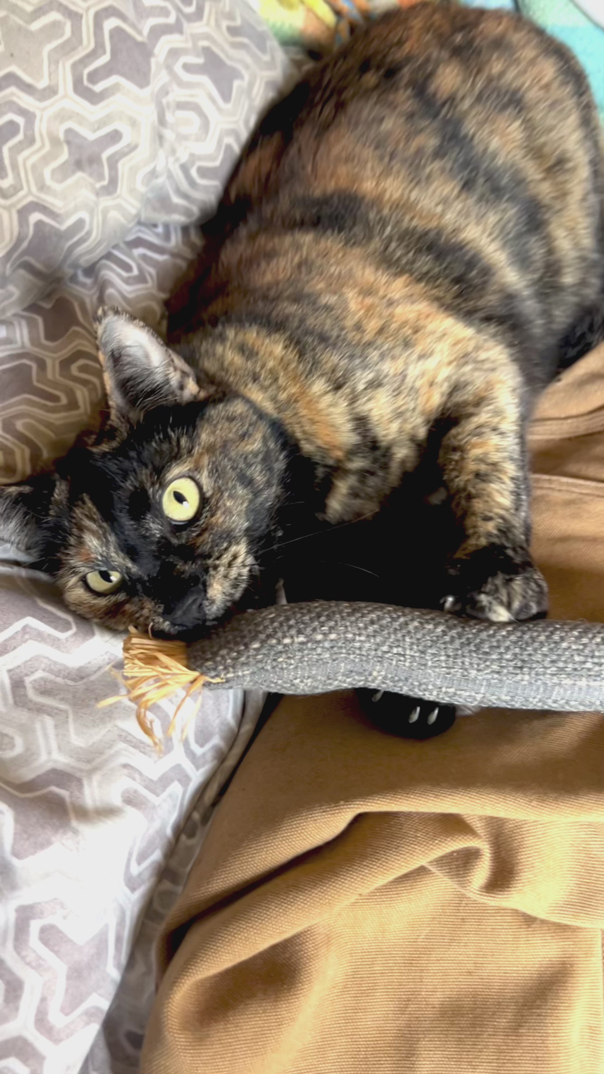 Maerny with Cat Kicker Toy