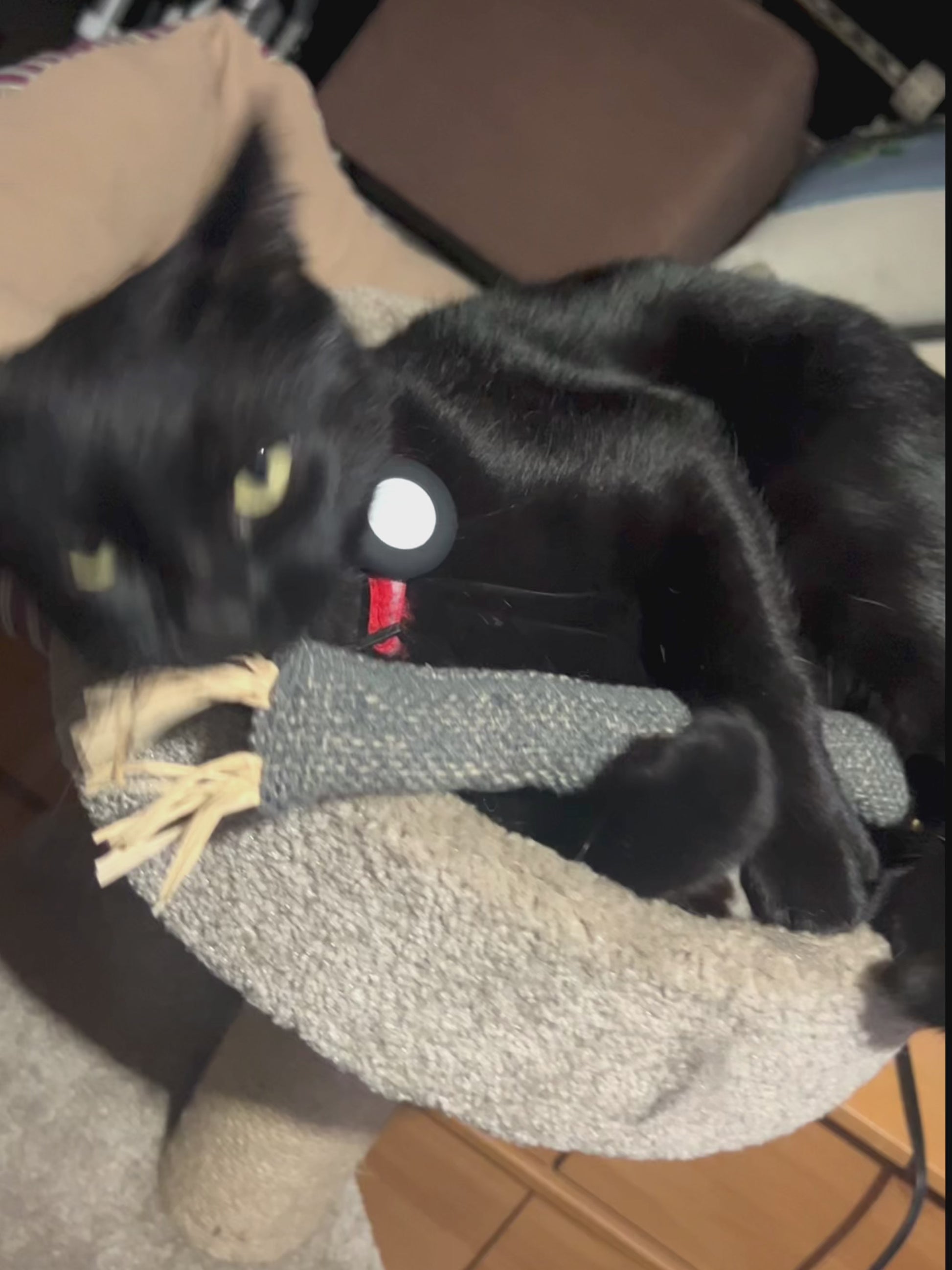 Luxury Cat Box Gift Set With Cat Kicker Toy, Ball, and Pad Balm Bill with Cat Kicker Toy