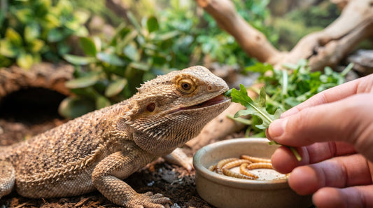 Bearded dragon being hand-fed fresh vegetables and greens