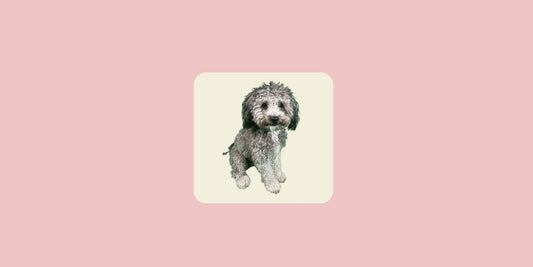 Miniature Poodle Mickey