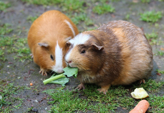 Two guinea pigs eating fresh leafy greens outdoors in the shade