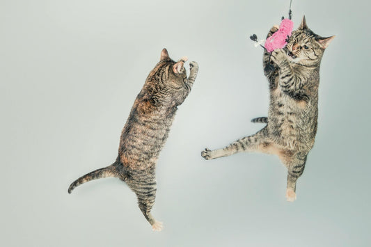 Two playful cats leap energetically in mid-air during a burst of zoomies