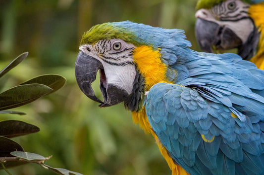 Close-up of a blue-and-yellow macaw, a parrot species known for loud flock calls