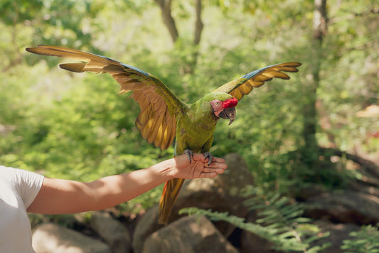 Pet parrot spreading its wings while perched on its owner's arm