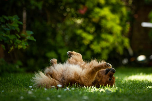 Fluffy dog rolling joyfully on green grass in a sunny garden