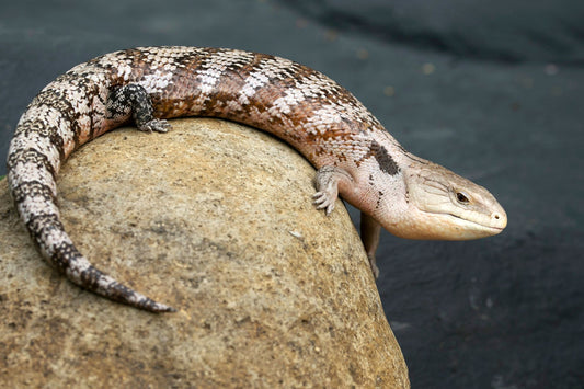 Blue-tongue skink basking on a warm rock