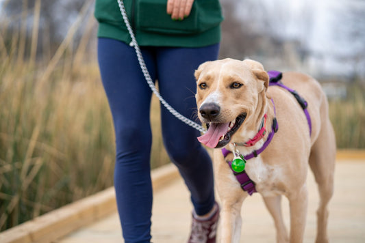 A dog walking calmly on a loose leash beside its owner on an outdoor path