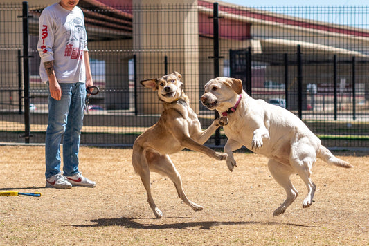 Two dogs playing together at a dog park while their owner watches nearby