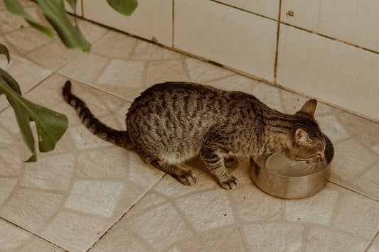 Tabby cat drinking water from a stainless steel bowl indoors