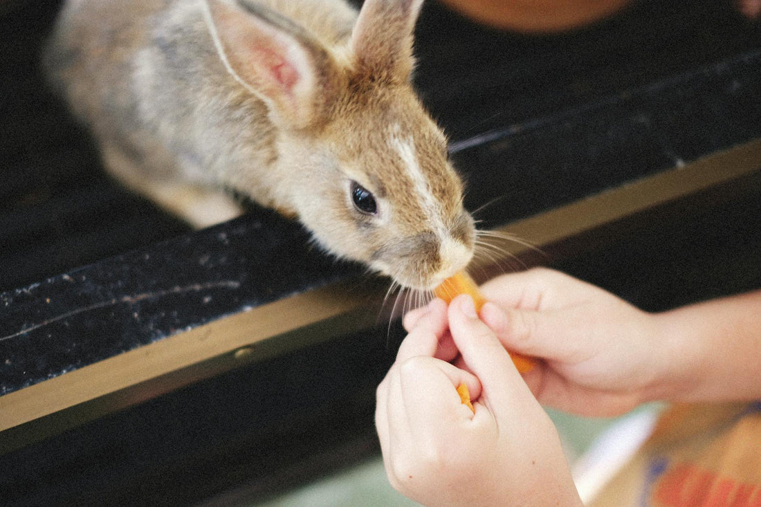 A rabbit being fed a fresh carrot by hand