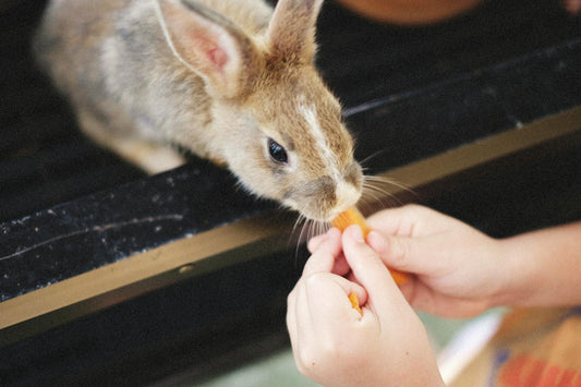 A rabbit being fed a fresh carrot by hand