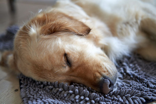 A golden retriever sleeping peacefully curled up on a cozy rug