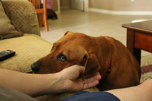 Dog resting its head affectionately against a person's hand