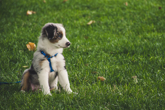 Australian Shepherd puppy in a blue harness sitting on green grass during potty training
