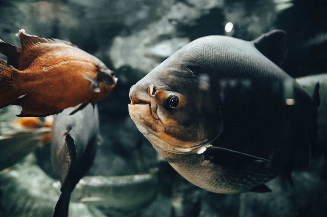Tropical fish swimming in a freshwater aquarium tank