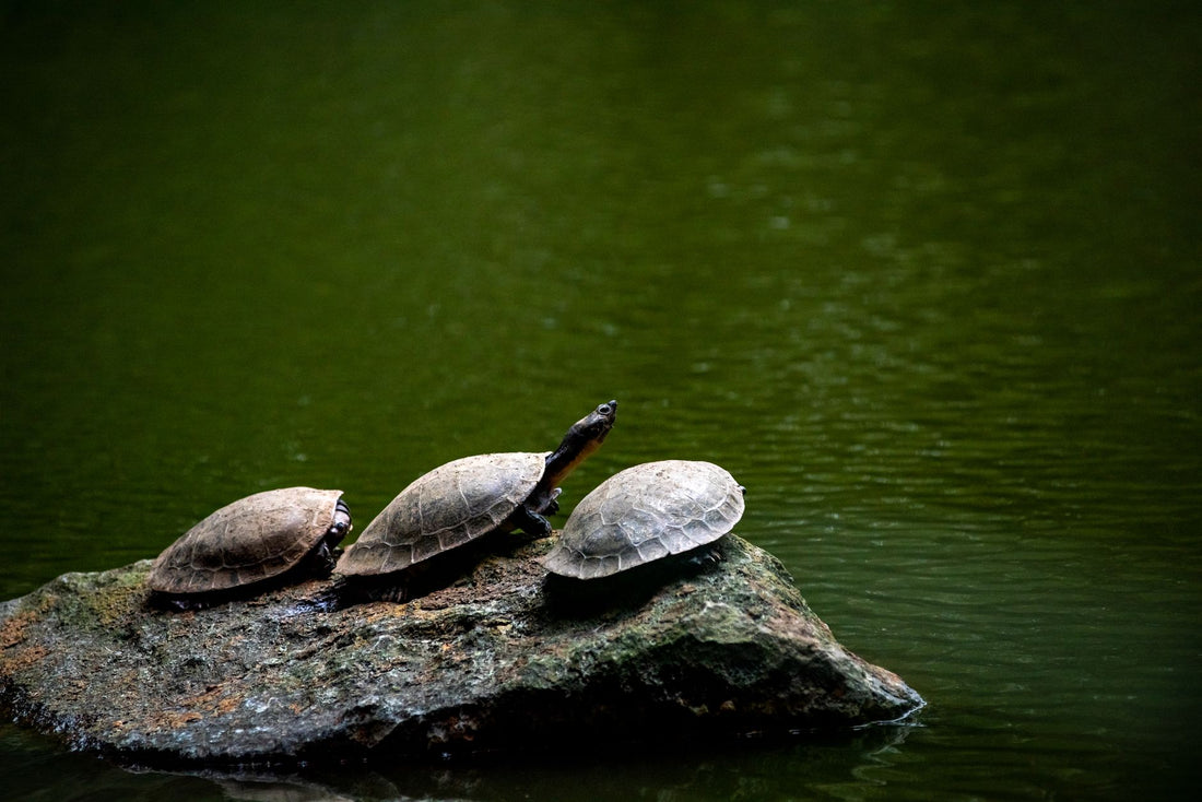 Pet turtle basking on a rock to help keep its shell healthy and dry