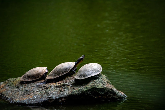 Pet turtle basking on a rock to help keep its shell healthy and dry