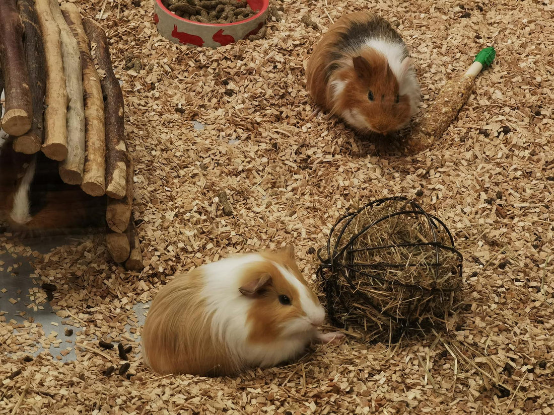 Two playful guinea pigs in a wood-chip enclosure with toys