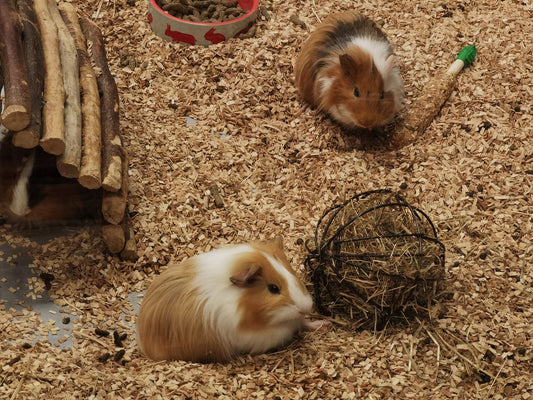 Two guinea pigs exploring a spacious, well-bedded cage enclosure