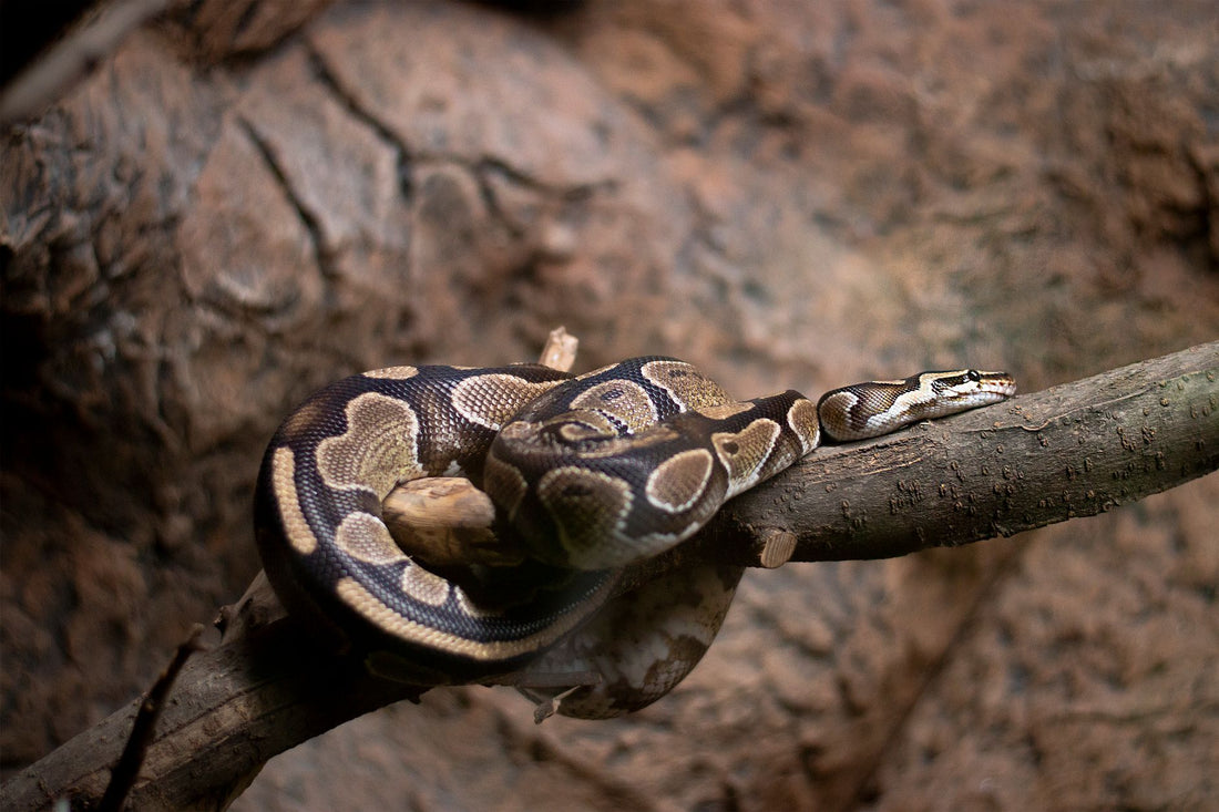Ball python coiled on a branch inside a terrarium