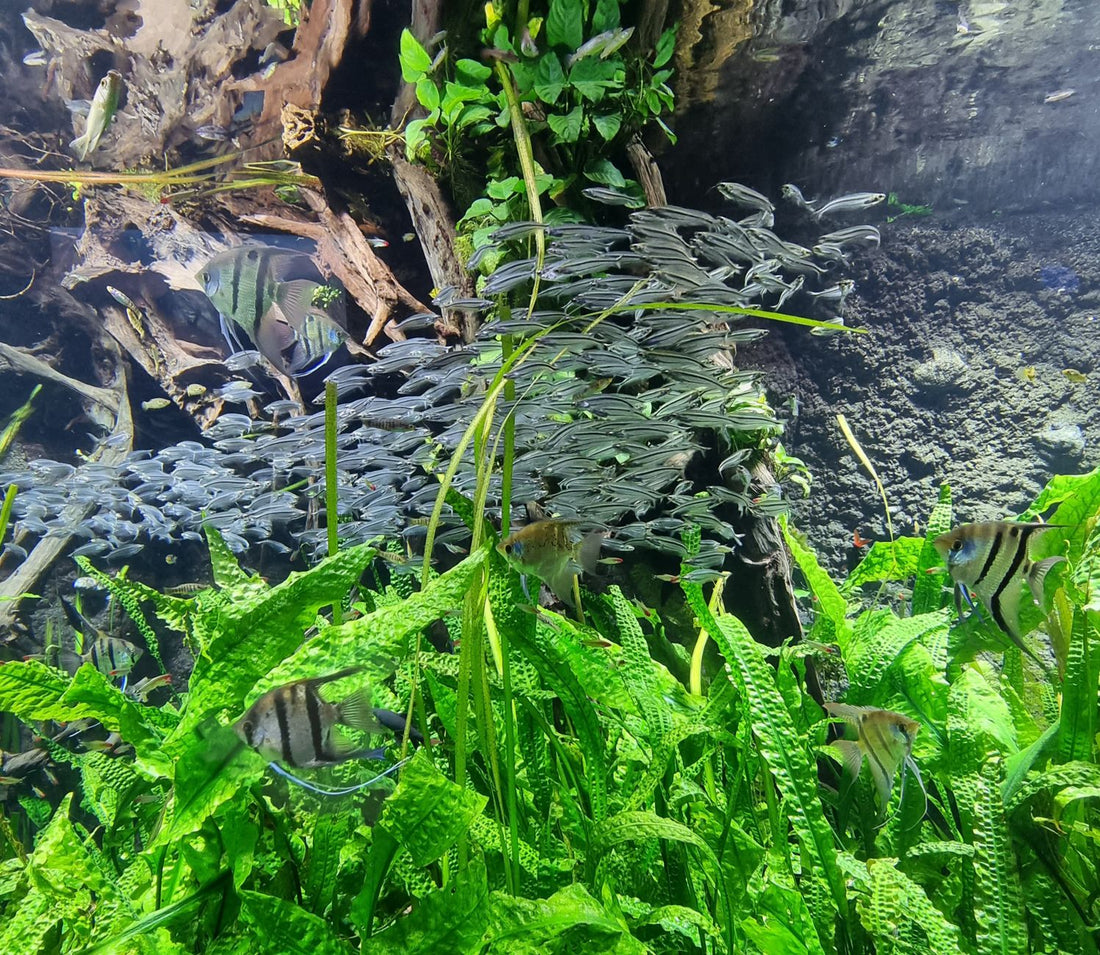 School of colorful freshwater fish swimming among live plants in a home aquarium
