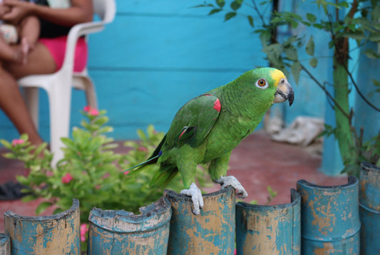 A green Amazon parrot perched calmly near its owner