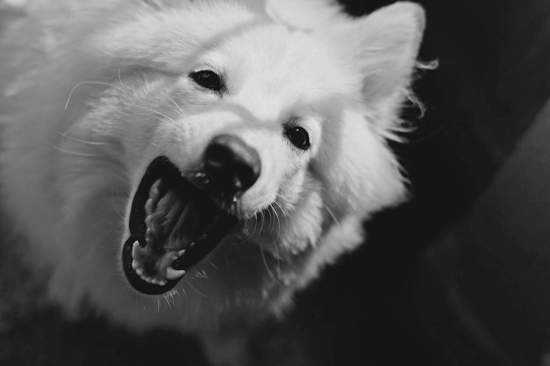 A dog having its teeth brushed at home by its owner