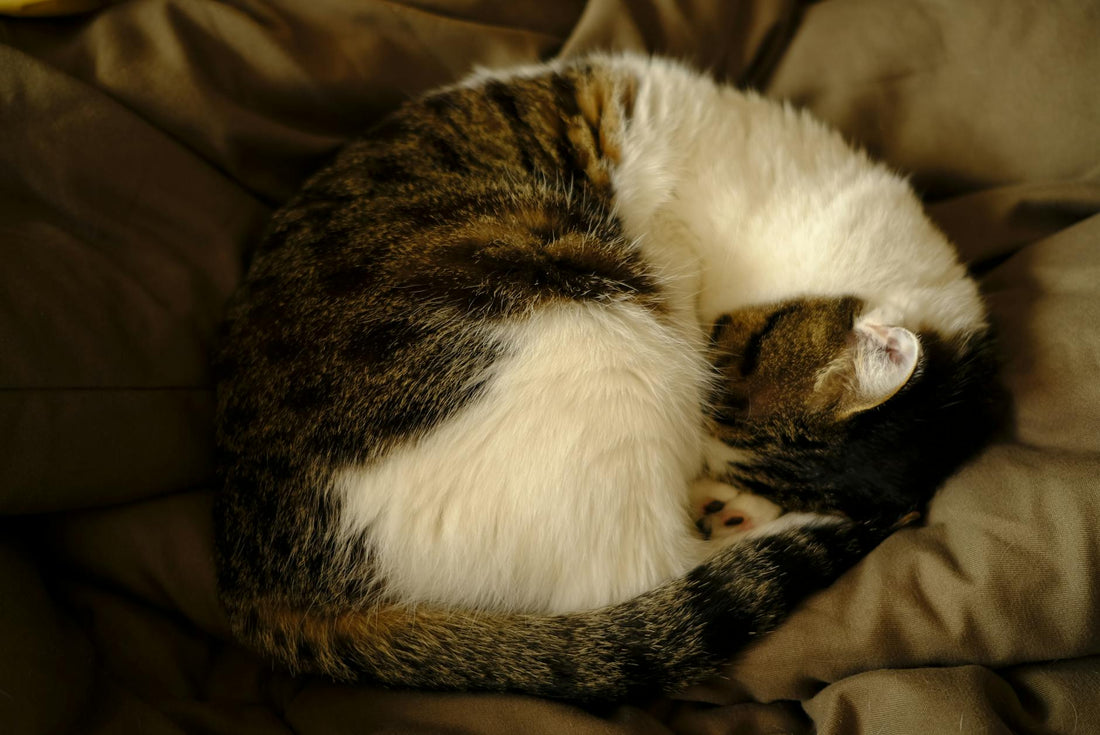 Close-up of a tabby cat curled up resting on a soft blanket