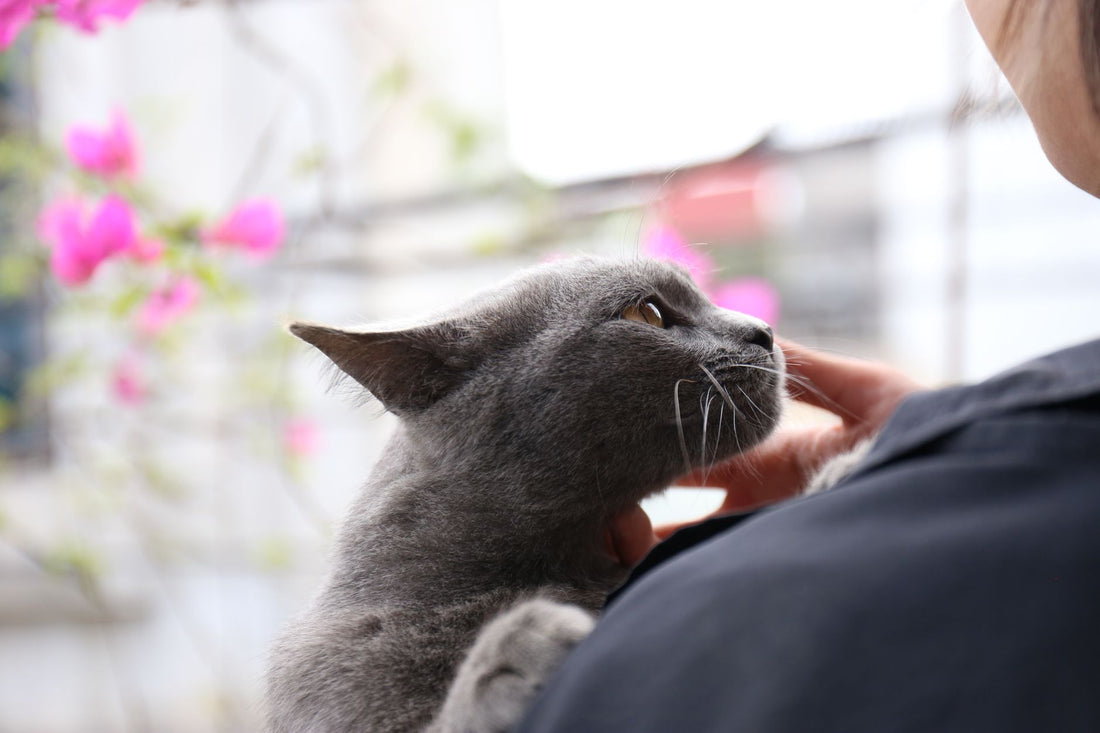 Close-up of a gray cat being gently petted