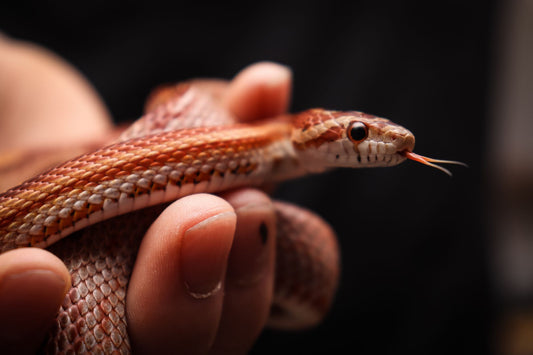 A corn snake being gently held in a person's hands