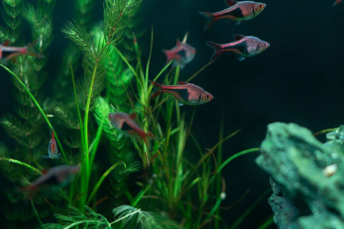 Colorful freshwater aquarium fish swimming among live plants in a well-oxygenated tank