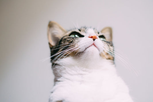Close-up of a domestic cat's face and chin
