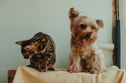 A cat and a dog sitting together on a blanket indoors
