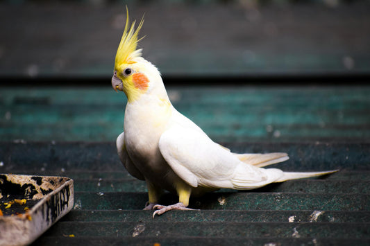 Close-up of a white cockatiel with raised yellow crest feathers