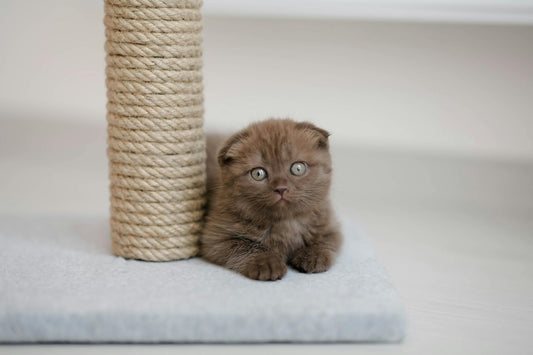 A cat stretching up to use a tall scratching post