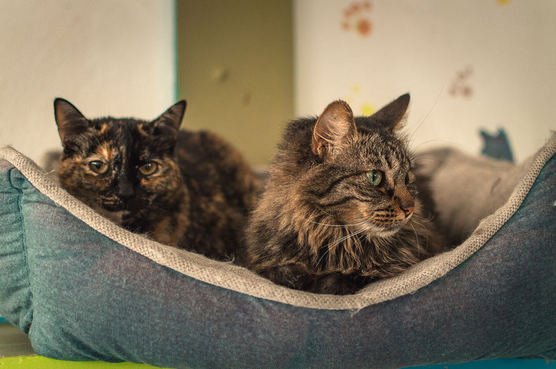Two cats resting together in a cozy pet bed