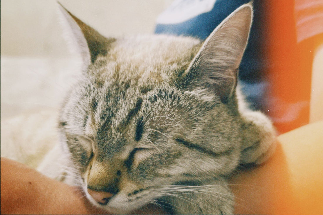 A cat sleeping peacefully in soft light, illustrating restful feline sleep at night