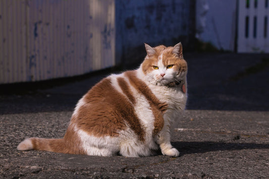 An overweight ginger and white cat sitting outdoors