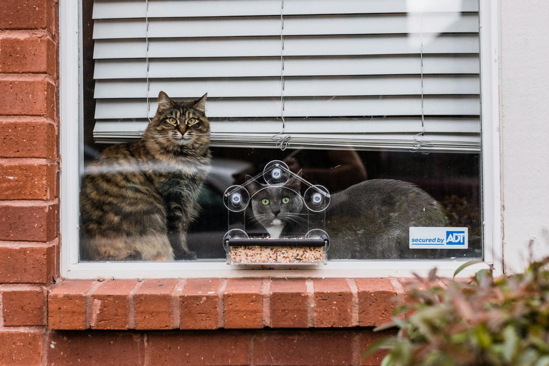 Cats at a window watching birds at a feeder outside