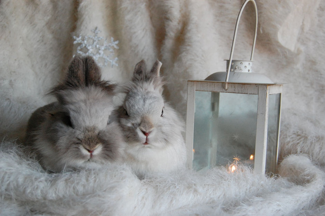 Two fluffy rabbits nestled together on a soft blanket beside a glowing winter lantern
