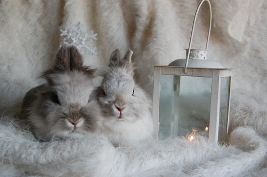 Two fluffy rabbits nestled together on a soft blanket beside a glowing winter lantern