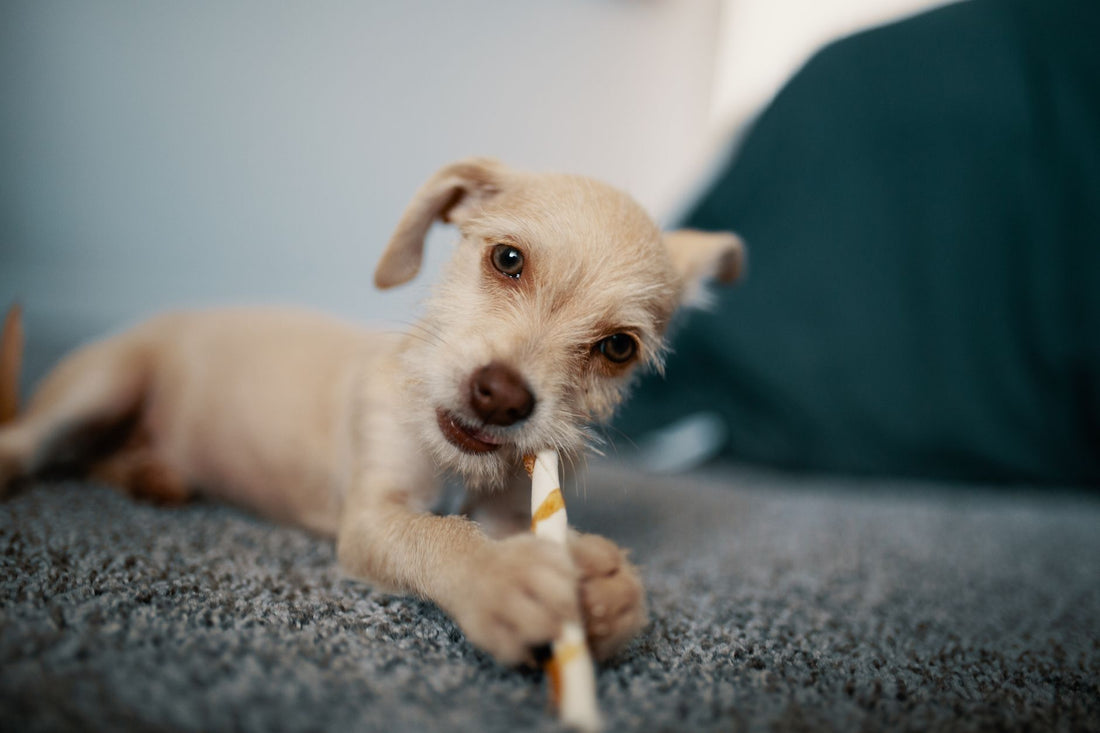 Puppy chewing on a stick during the teething stage