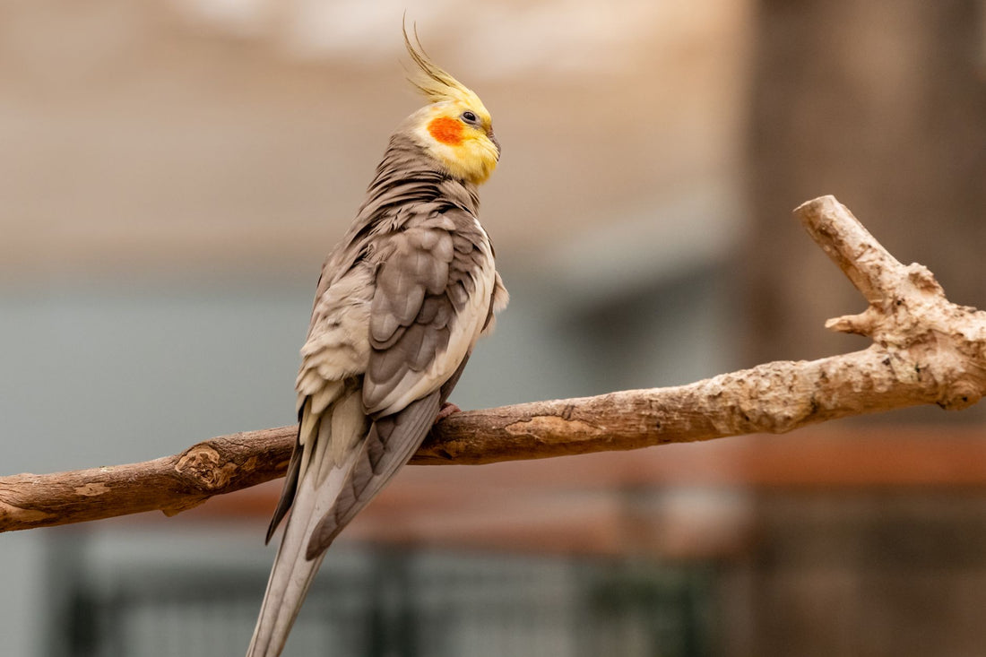 A cockatiel perched calmly on a branch