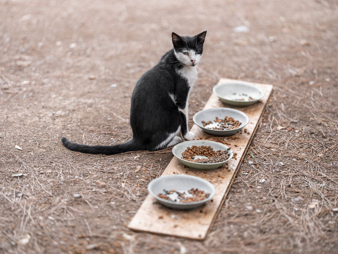 A cat eating from a food bowl, illustrating mealtime and whisker comfort