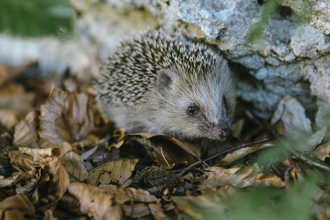 Close-up portrait of a hedgehog showing its quills