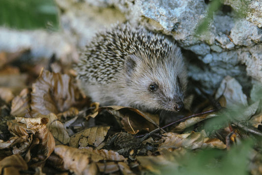 Close-up portrait of a hedgehog showing its quills